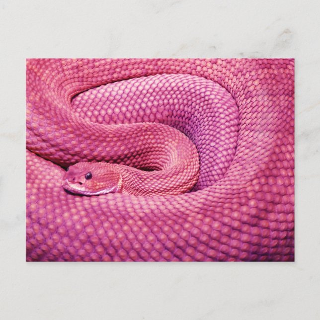 Pink Basilisk Rattlesnake Postcard (Front)