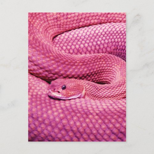 Pink Basilisk Rattlesnake Postcard
