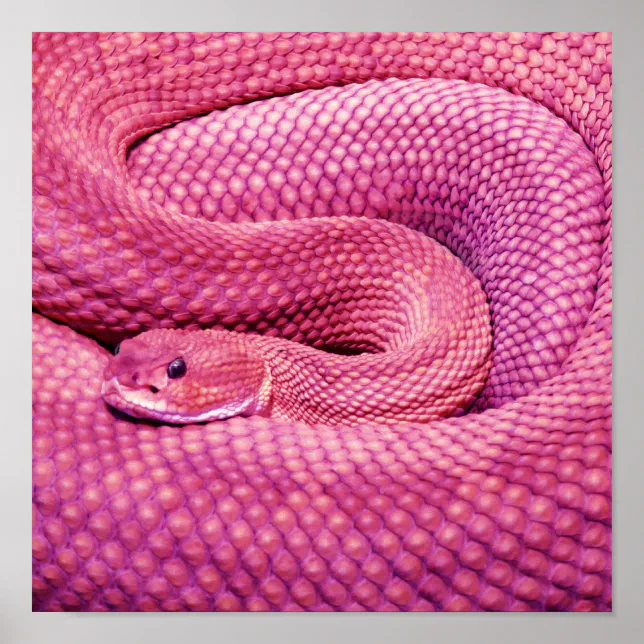 Pink Basilisk Rattlesnake Poster | Zazzle