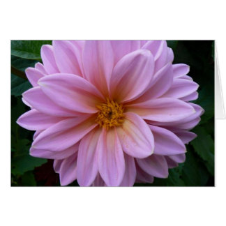 Pink Beauty Cards