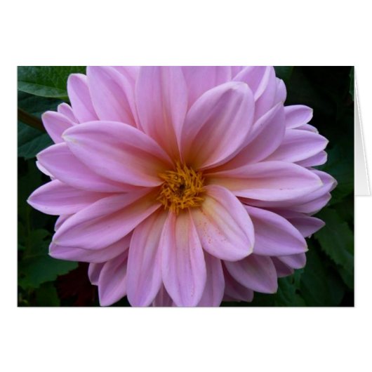 Pink Beauty Cards (Front Horizontal)