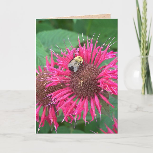 Pink Bee Balm Flower and Honey Bee Card (Front)