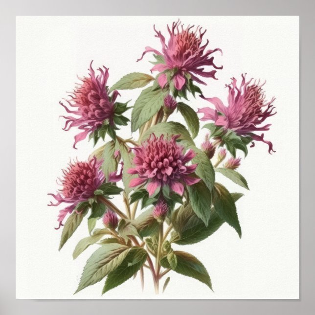 Pink Bee Balm Flower Art Print Poster (Front)