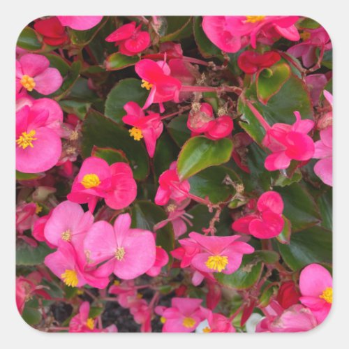 Pink Begonia Flowers Closeup Photograph Square Sticker