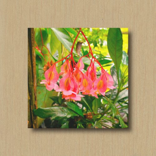Pink Begonia in a Garden Canvas Print