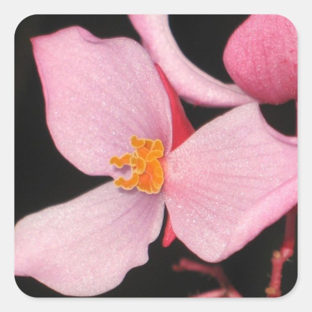 Pink Begonia Sticker (Front)