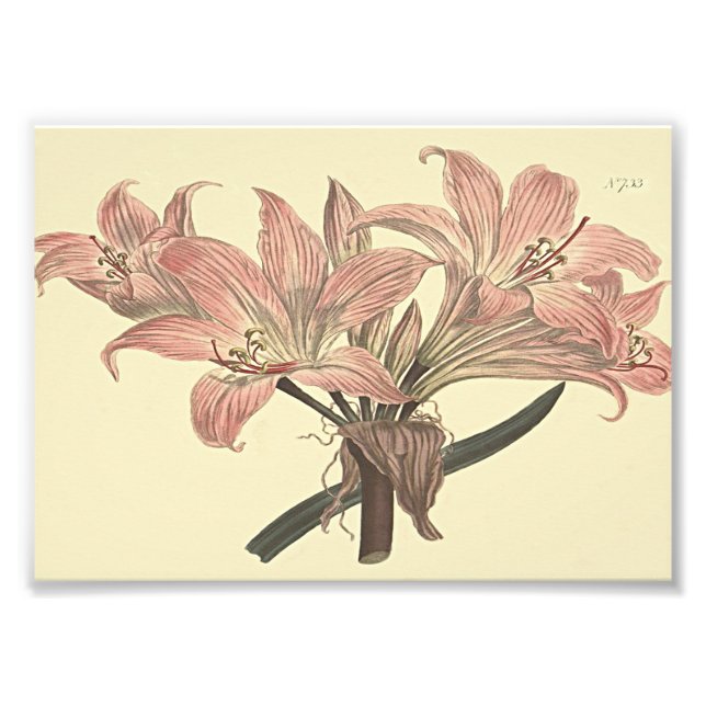 Pink Belladonna Lily Botanical Illustration Photo Print (Front)