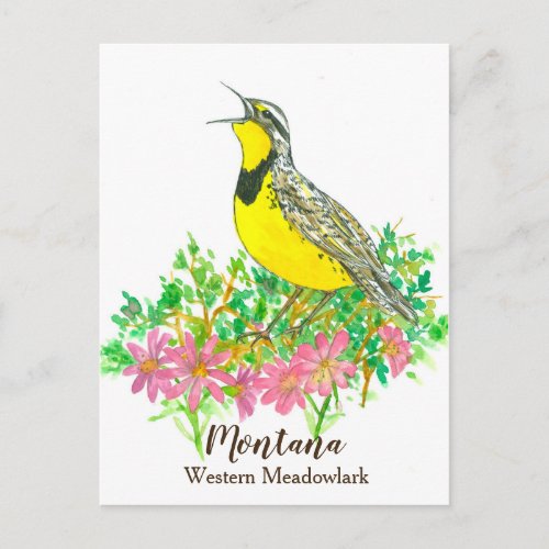 Pink Bitterroot Western Meadowlark Montana Postcard