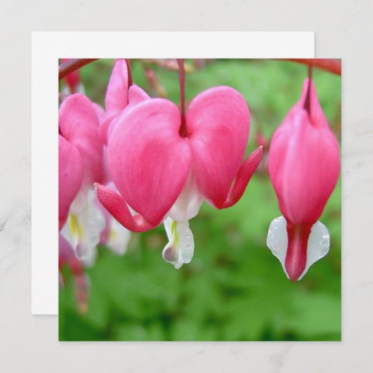 Pink Bleeding Heart (Front/Back)