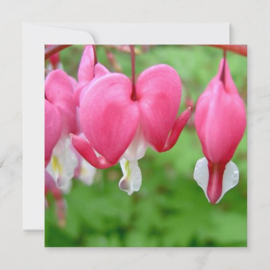 Pink Bleeding Heart (Front)