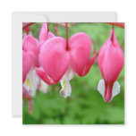 Pink Bleeding Heart