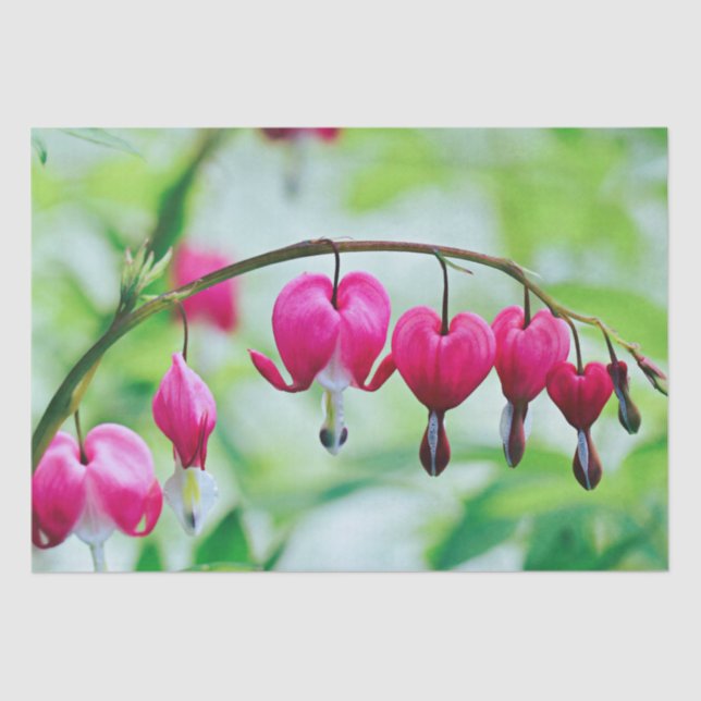 Pink Bleeding heart Flower Pretty Elegant Tissue Paper (Front)