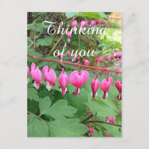 Pink Bleeding Heart Photo Thinking Of You Postcard