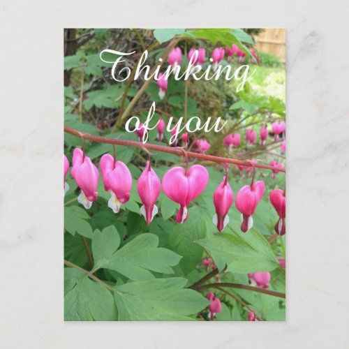 Pink Bleeding Heart Photo Thinking Of You Postcard
