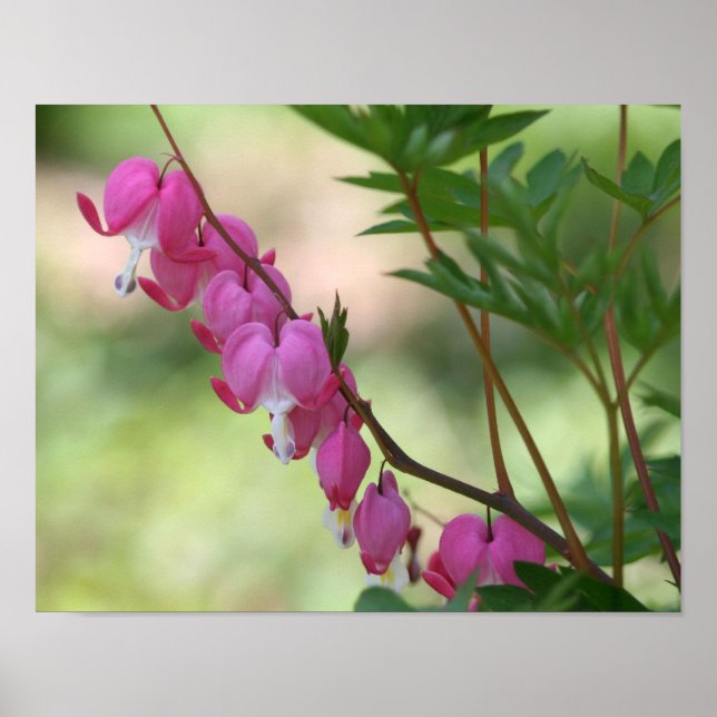 Pink Bleeding Hearts Flower Poster (Front)