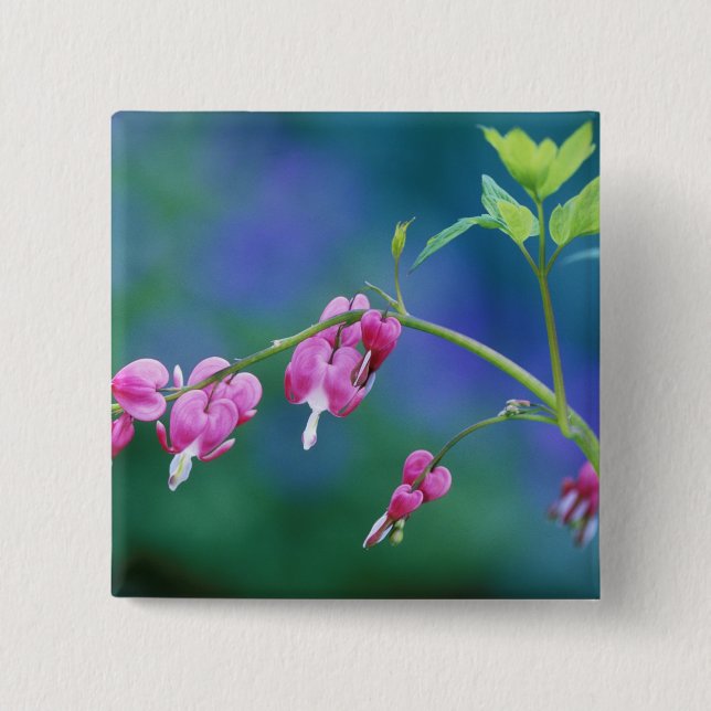 Pink bleeding hearts in garden. Credit as: Pinback Button (Front)