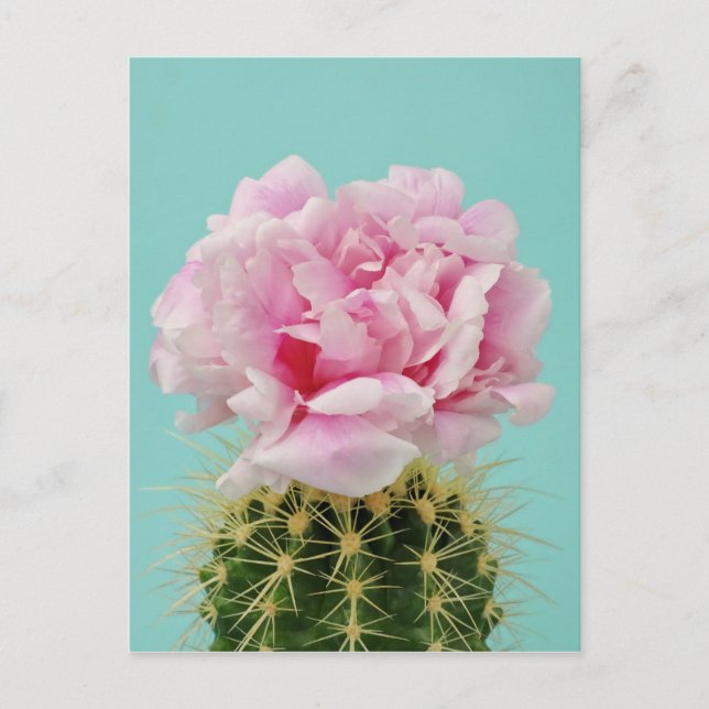 Pink Bloom Atop Spiky Cactus Postcard (Front)