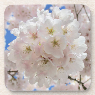 Pink Blossom Balls. Beverage Coaster