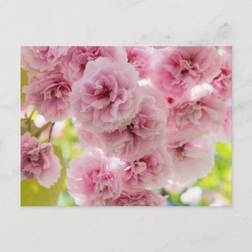 Pink Blossom Postcard