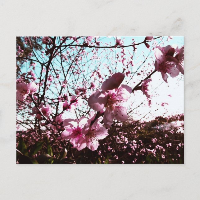 Pink Blossom Shower Postcard (Front)