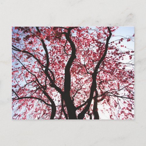 Pink Blossoming Weeping Willow Postcard