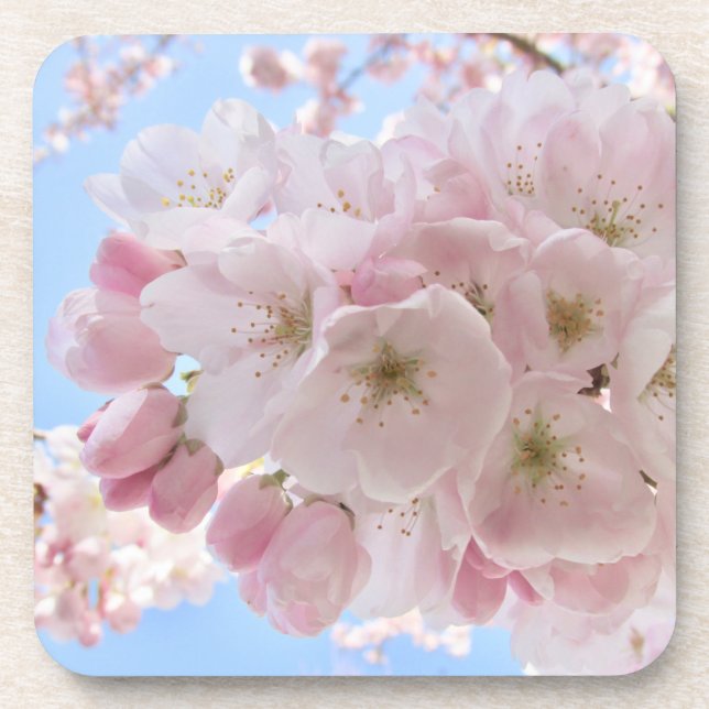 Pink Blossoms Blue Sky. Beverage Coaster (Front)
