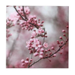 Pink Blossoms in Spring Photo Ceramic Tile