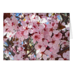 Pink Blossoms on Ornamental Flowering Tree Cards