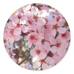 Pink Blossoms on Ornamental Flowering Tree Classic Round Sticker