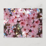 Pink Blossoms on Ornamental Flowering Tree Postcard