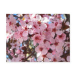 Pink Blossoms on Ornamental Flowering Tree Postcard