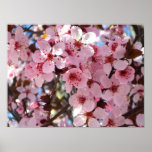 Pink Blossoms on Ornamental Flowering Tree Poster