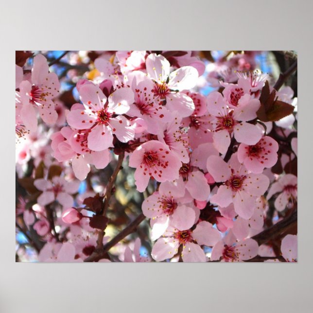 Pink Blossoms on Ornamental Flowering Tree Poster (Front)
