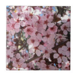Pink Blossoms on Ornamental Flowering Tree Tile