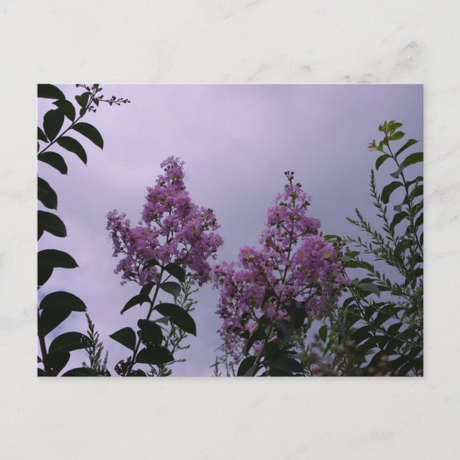 Pink Blossoms Postcard (Front)