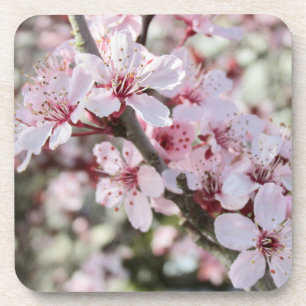 Pink Blossoms Red Stems. Beverage Coaster