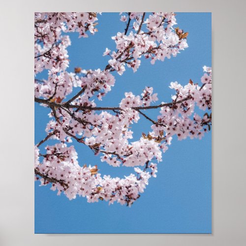 pink blossoms sky poster