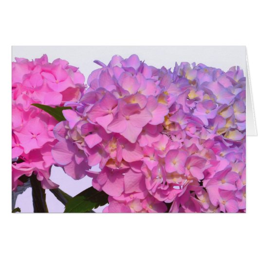 Pink Blue Hydrangeas elegant pink purple flowers (Front Horizontal)