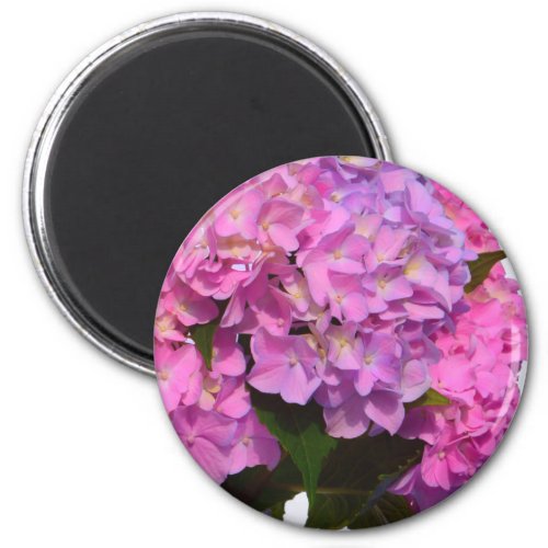 Pink Blue Hydrangeas elegant pink purple flowers Magnet