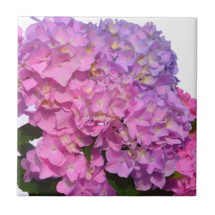 Pink Blue Hydrangeas elegant pink purple flowers Tile