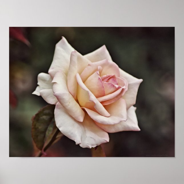 Pink Blush Rose Flower Art Poster (Front)