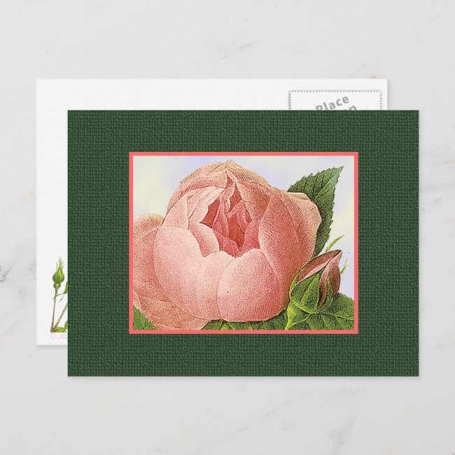 Pink Botanical Rose Blank Art Postcard
