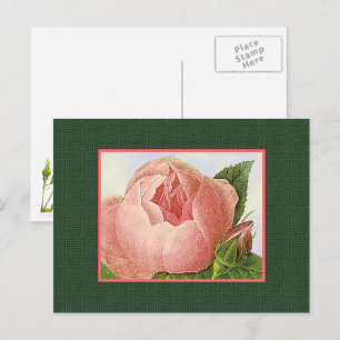 Pink Botanical Rose Blank Art Postcard