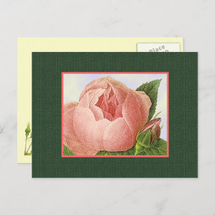 Pink Botanical Roses Blank Postcard