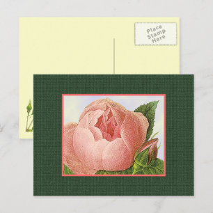 Pink Botanical Roses Blank Postcard