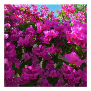 Pink Bougainvillaea Flowers, Poster