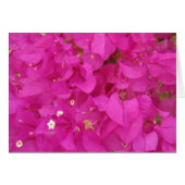 Pink Bougainvillea Flower (Greece) (Front Horizontal)