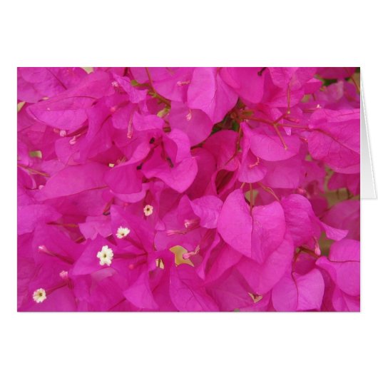 Pink Bougainvillea Flower (Greece) (Front Horizontal)