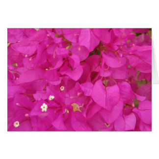 Pink Bougainvillea Flower (Greece) Cards