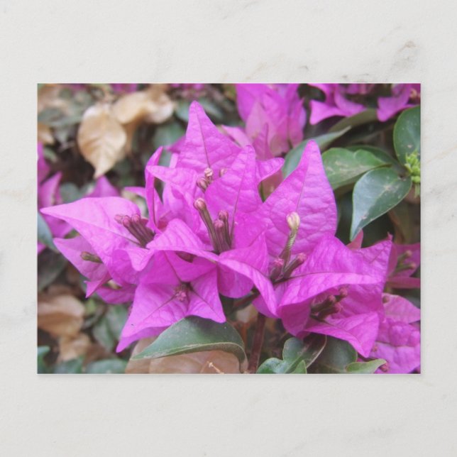 Pink Bougainvillea Flowers Postcard (Front)